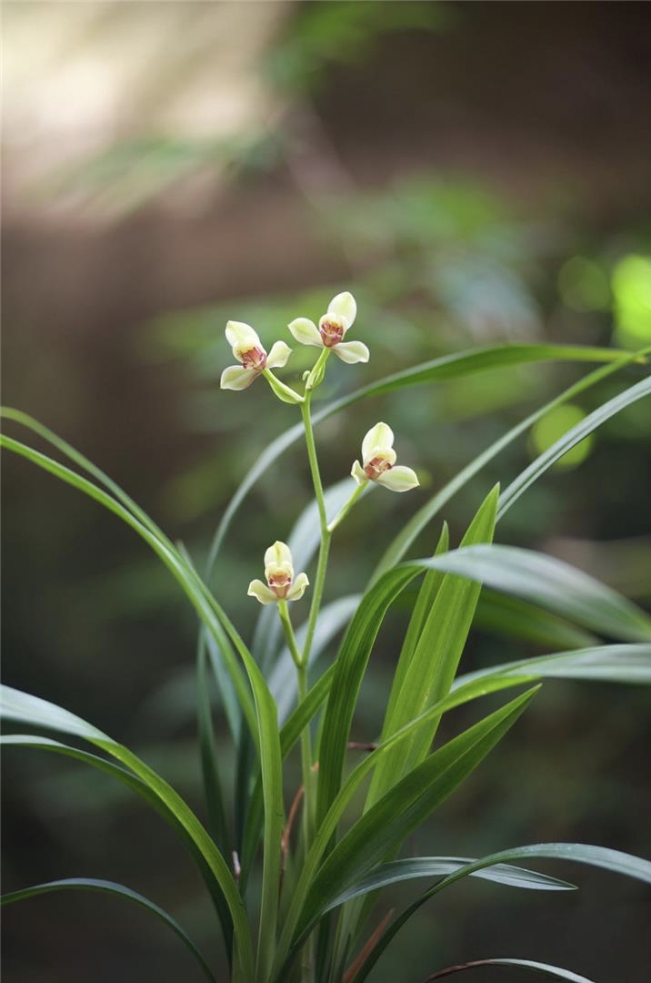 带花苞夏皇梅，四季兰，建兰老八种浓香型兰花，老种集圆