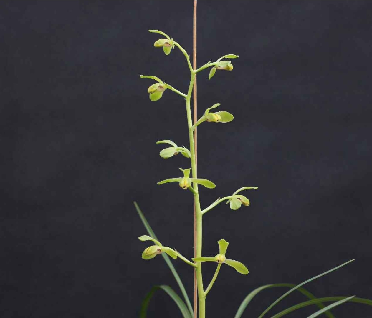 蕙兰老八种老上海(兰农翠花家)浙江发货,超级勤苗的老种兰花