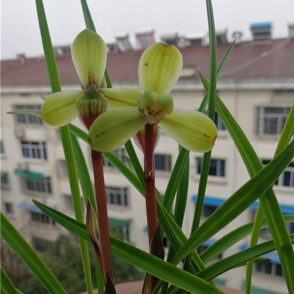 春兰经典梅瓣兰花，浙江本地名品老种瑞梅，兰农翠花家香花