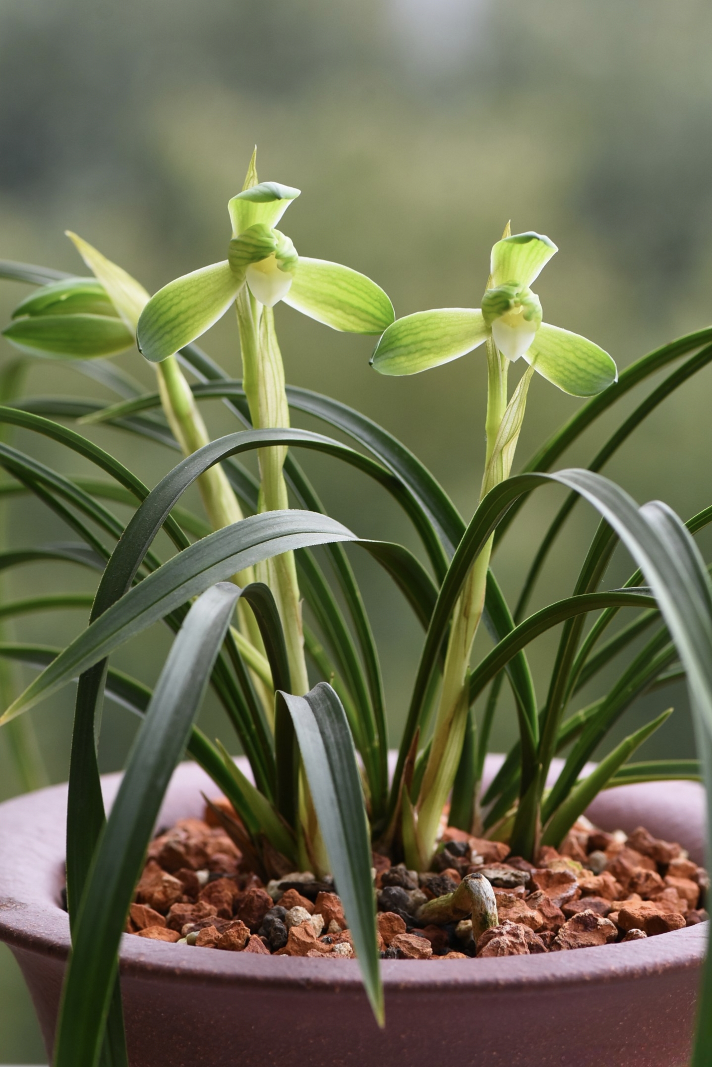 带花苞知足素梅，春兰老品种，叶型优美幽香名品，完美苗情