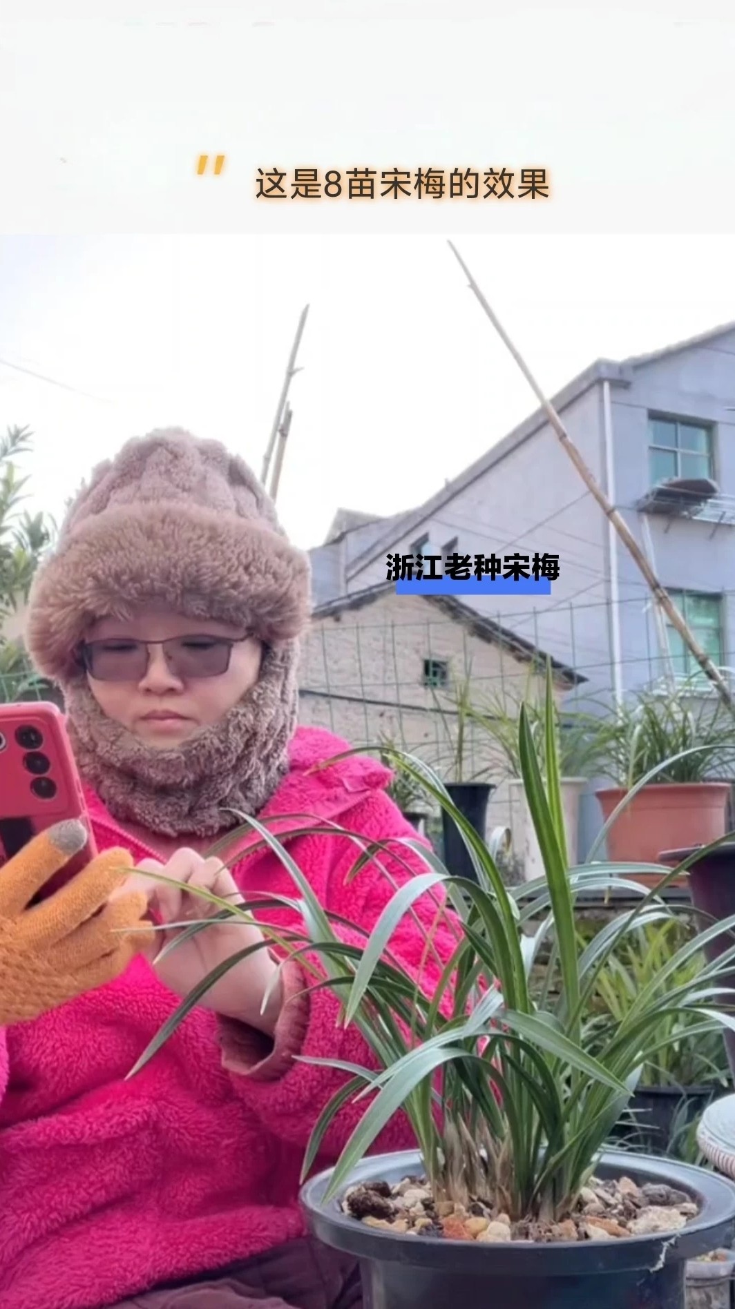 带花苞老种宋梅  春兰梅瓣代表