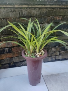 老种市长红，勤苗勤花四季兰，开花香，发苗快建兰，红草红花