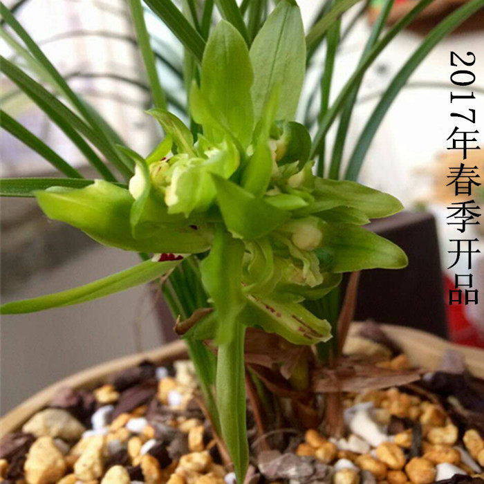 江浙春兰好养易活盆栽 ， 老种余蝴蝶浓香型