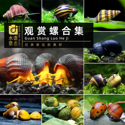 观赏螺鲍鱼螺除藻工具黑金刚洋葱斑马杀手蜜蜂角螺黄金紫纹顺丰