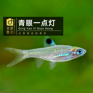 青眼一点灯小型进口灯鱼群游鱼水草缸可混养活体淡水鱼热带鱼