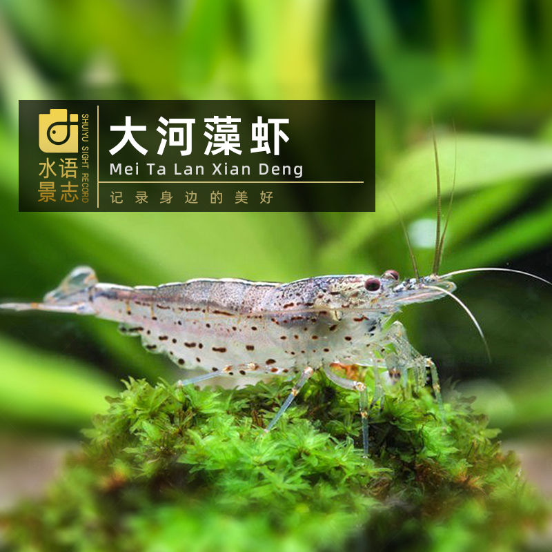 大河藻蝦清潔蝦臺灣進口保真順豐