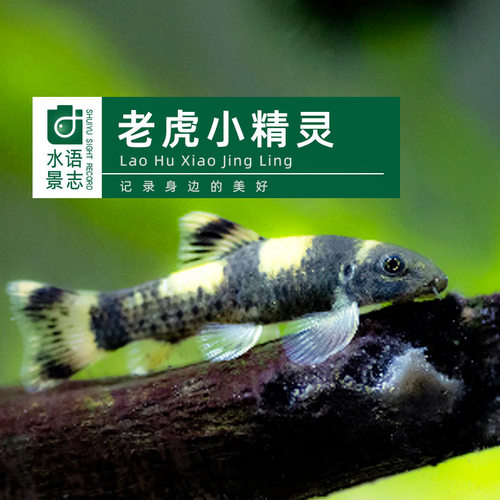 老虎小精灵除藻清残渣耐低温工具