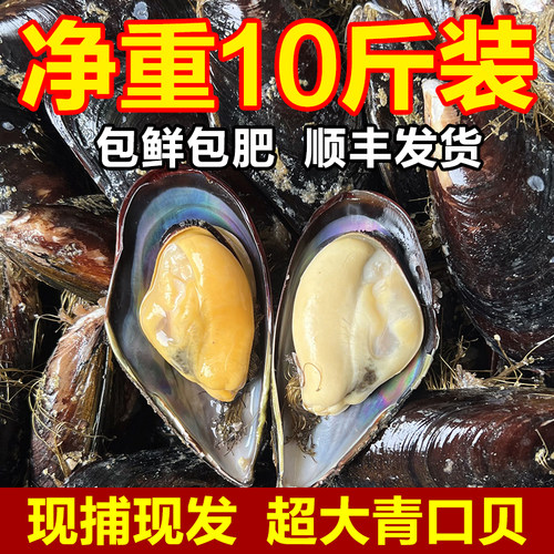 鲜活青口贝大个新鲜海虹特大淡菜野生贻贝鲜活小海鲜水产现捕现发 - 封面