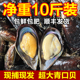 鲜活青口贝大个新鲜海虹特大淡菜野生贻贝鲜活小海鲜水产现捕现发