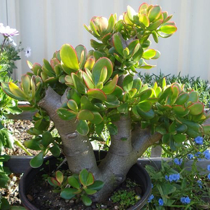 精选大老桩黄金花月盆栽 多肉植物姬花月小盆景  基地直供