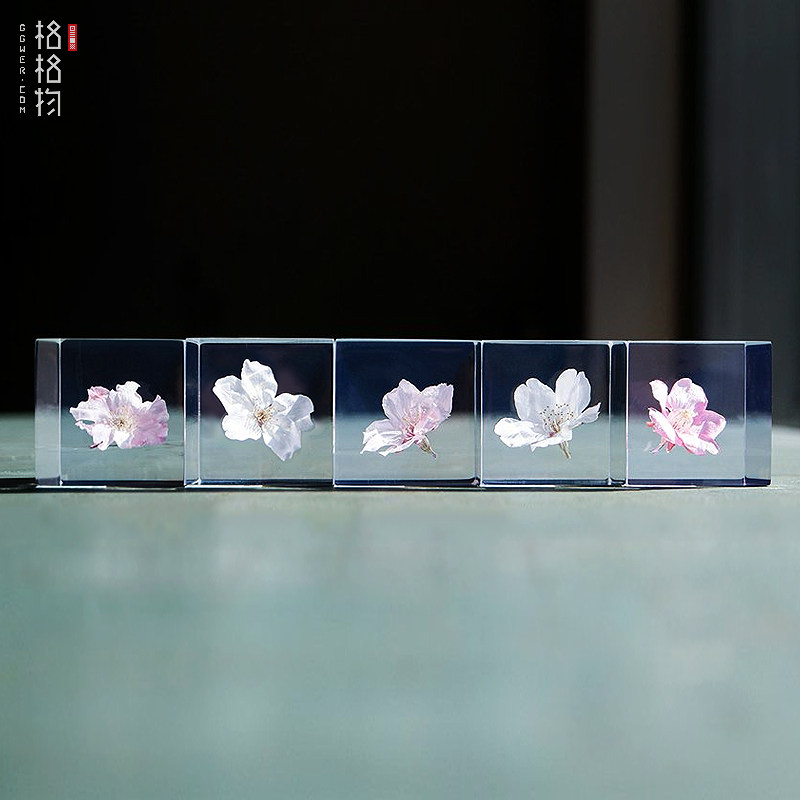 日本宙sola cube正品樱花植物标本收藏吉野樱浪漫女朋友生日礼物