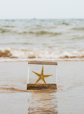 海星摆件工艺品格格物创意礼物