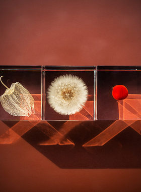 标本系列蒲公英立方体桌面摆件