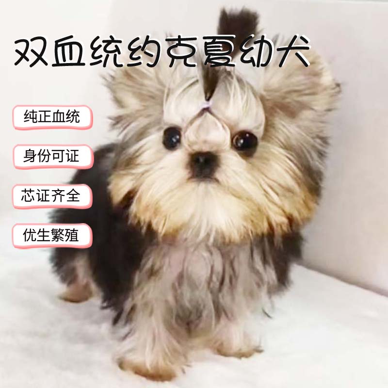 约克夏幼犬纯种活体犬宠物狗图片