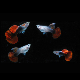 水族孔雀鱼活体巴西红凤尾种鱼大尾热带观赏淡水草缸群游孕母包活