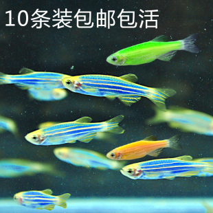 水族宠物观赏鱼活体荧光斑马鱼灯科耐寒草缸群游小型鱼淡水鱼冷水