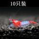 水族宠物红琉璃虾活虾草缸清洁虾除藻淡水观赏工具虾成体路损包赔