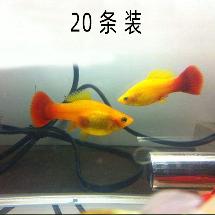 水族观赏鱼活体胎生淡水月光金牡丹草缸群游鱼热带小型鱼路损包赔