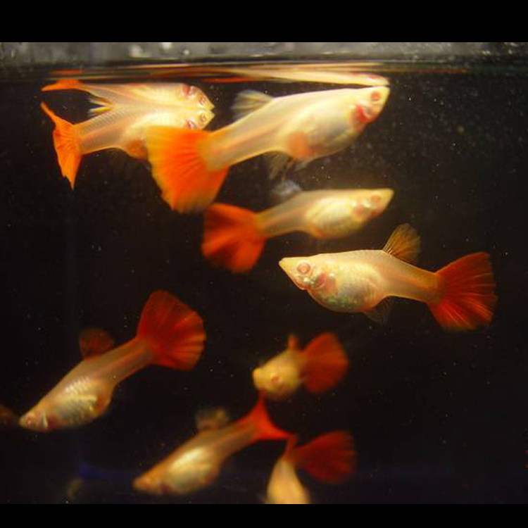 水族孔雀鱼活体孕母鱼胎生鱼月光鱼红球鱼观赏热带鱼淡水凤尾包活