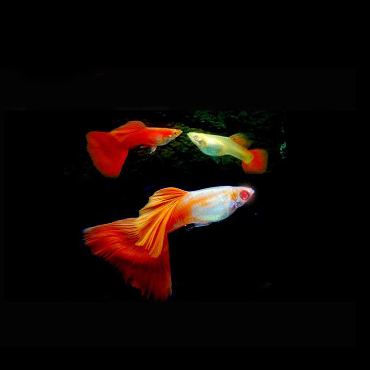 水族小型孔雀鱼活体大红袍凤尾鱼热带观赏淡水孕母草缸群游鱼包活