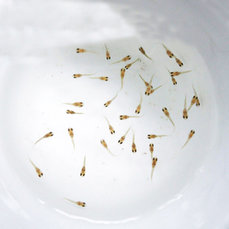 水族孔雀鱼活迷你鹦鹉小鱼幼鱼热带观赏鱼苗凤尾鱼仔群游路损包赔