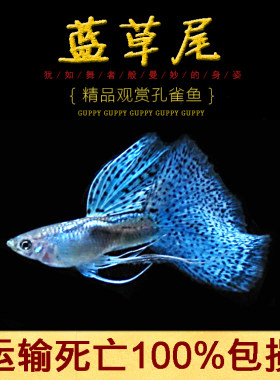 缎带孔雀鱼活体金属蓝草观赏淡水
