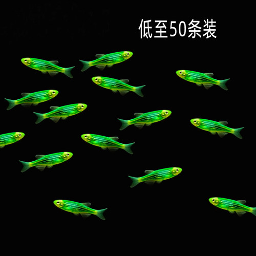翠绿斑马鱼上层耐寒彩色水族宠物