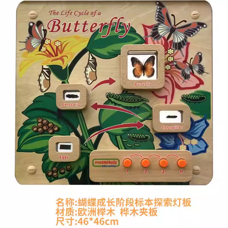 墙面游戏人类成长蝴蝶成长阶段标本探索灯板幼儿园儿童科学贝思德