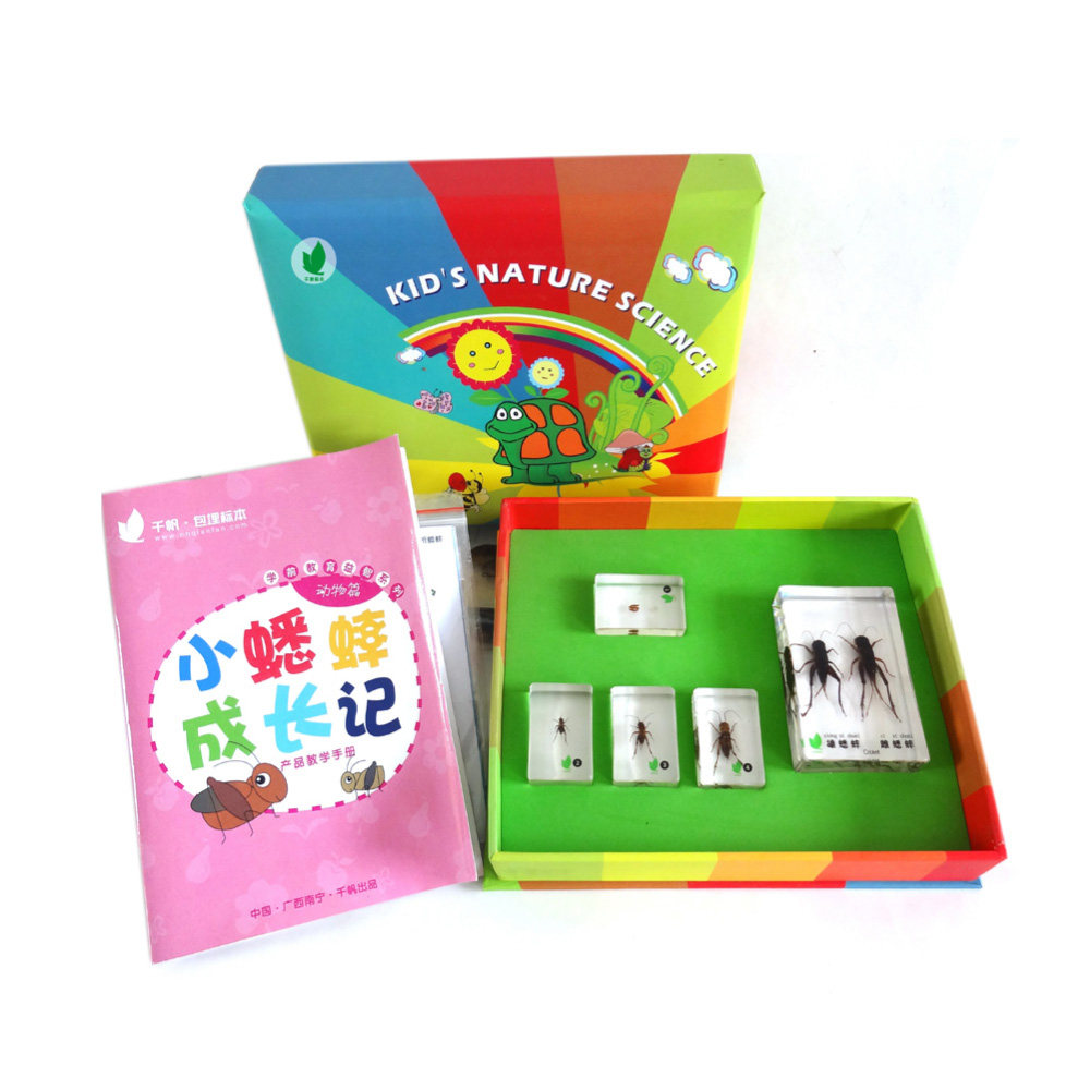 幼儿教学科普探索树脂包埋标本