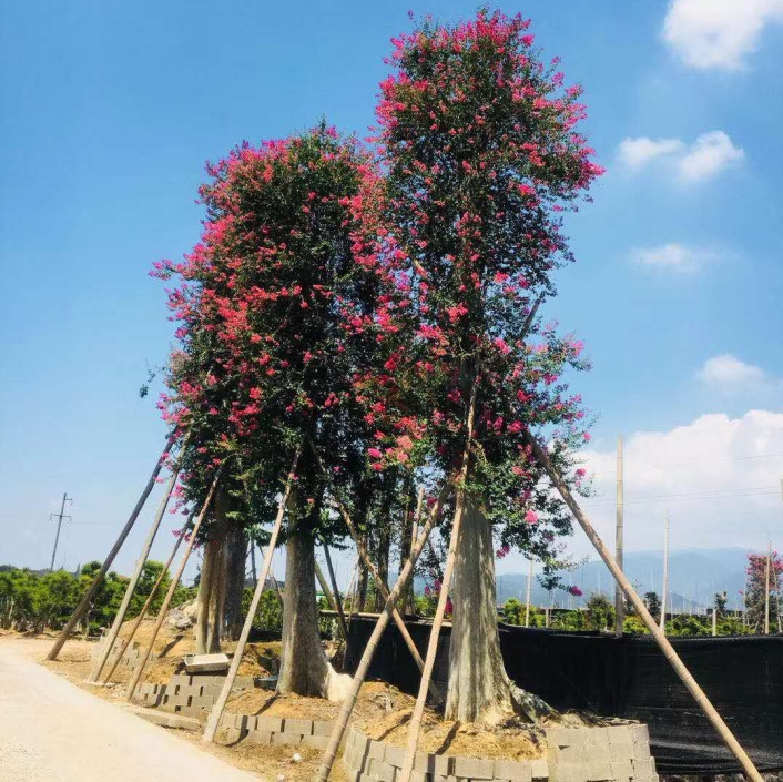 精品百年紫薇大树古桩花卉盆景高档别墅庭院绿化栽种植物