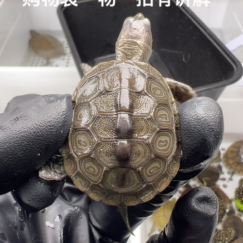 14号全品钻纹小花钻3.2厘米