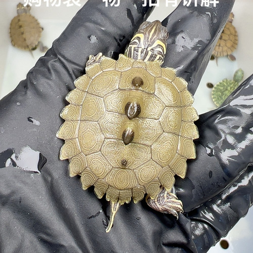 35号全品黑瘤地图3.5厘米