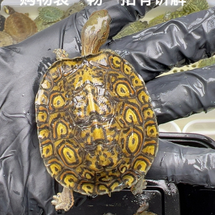 63号精品油彩木纹半水龟5.2厘米