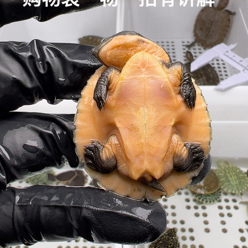 89号精品桃红侧颈龟4厘米
