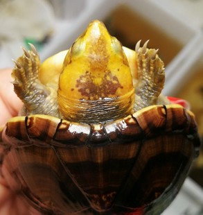 白唇蛋龟苗南唇北唇活体南北部红面剃刀果核蛋龟迷你蛋龟乌龟包邮