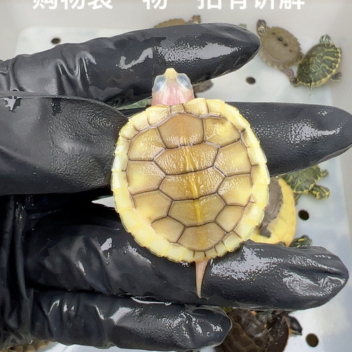38号全品奶焦巴西苗