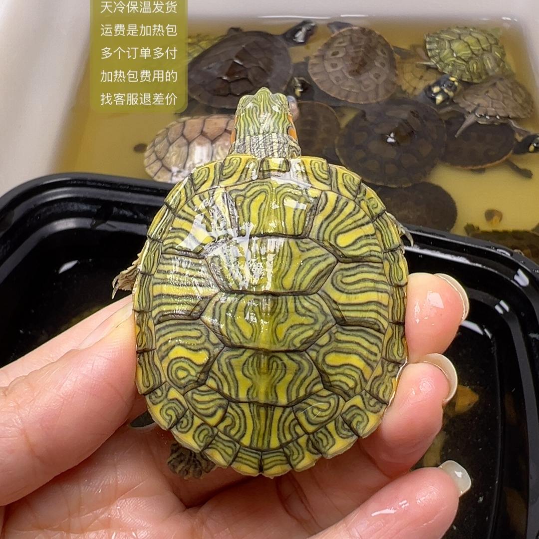 52福利放漏格兰德彩龟5厘米