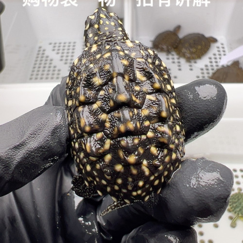 94号全品斑点池满天星3.7厘米