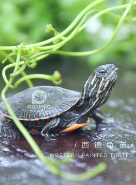 进口格兰德东锦火焰巴西包邮乌龟