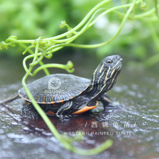 进口南锦龟东锦龟苗西锦龟活体格兰德彩龟大河 火焰地图乌龟包邮