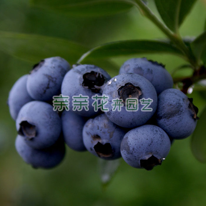盆栽果树苗木/果苗 蓝莓树苗-蓝丰蓝莓苗 抗寒力强 南北均可种植