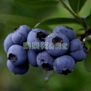 盆栽果树苗木/果苗蓝莓树苗-蓝丰蓝莓苗抗寒力强南北均可种植