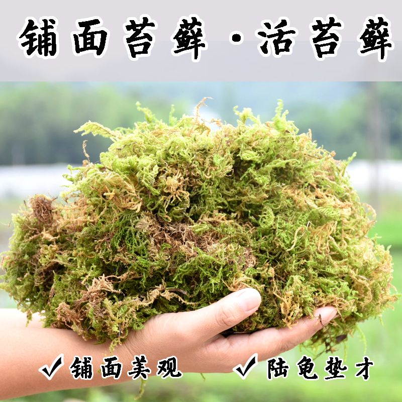 干水苔藓水草石斛兰花育苗营养土种植宠物龟冬眠垫材盆面造景