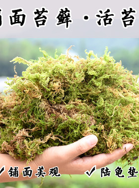 苔藓石斛种植多肉营养土