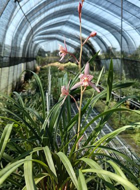 自然养殖红猫蕊蝶建兰名品黄芽红花蝶花勤花发芽率高盆栽绿植