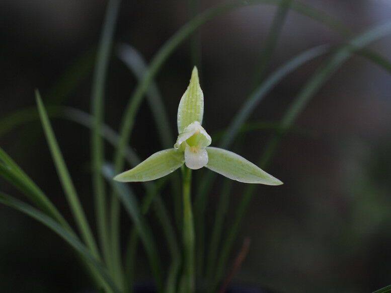 矮小超细叶春兰素心 垂叶 浓香 大花 案头小品 书房办公桌绿植