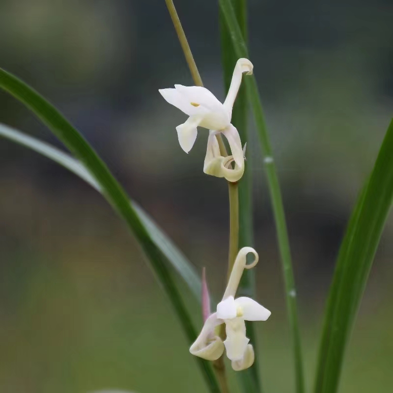 建兰奇花浓香勤花好养