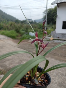 建兰名品墨宝浓香勤花勤苗好养一年开2到3次花阳台绿植