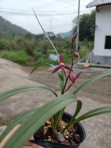 建兰名品墨宝浓香勤花勤苗好养一年开2到3次花阳台绿植