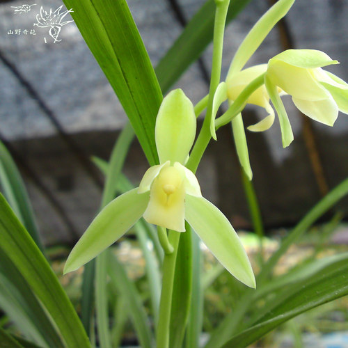建兰名品 兰花苗 龙岩素 大凤素 香水味兰勤花好养活室内盆栽绿植